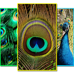 Cover Image of ดาวน์โหลด Peacock Fashion Wallpapers 1.1 APK