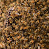 Western Honey Bee Hive