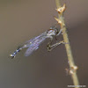 robberfly