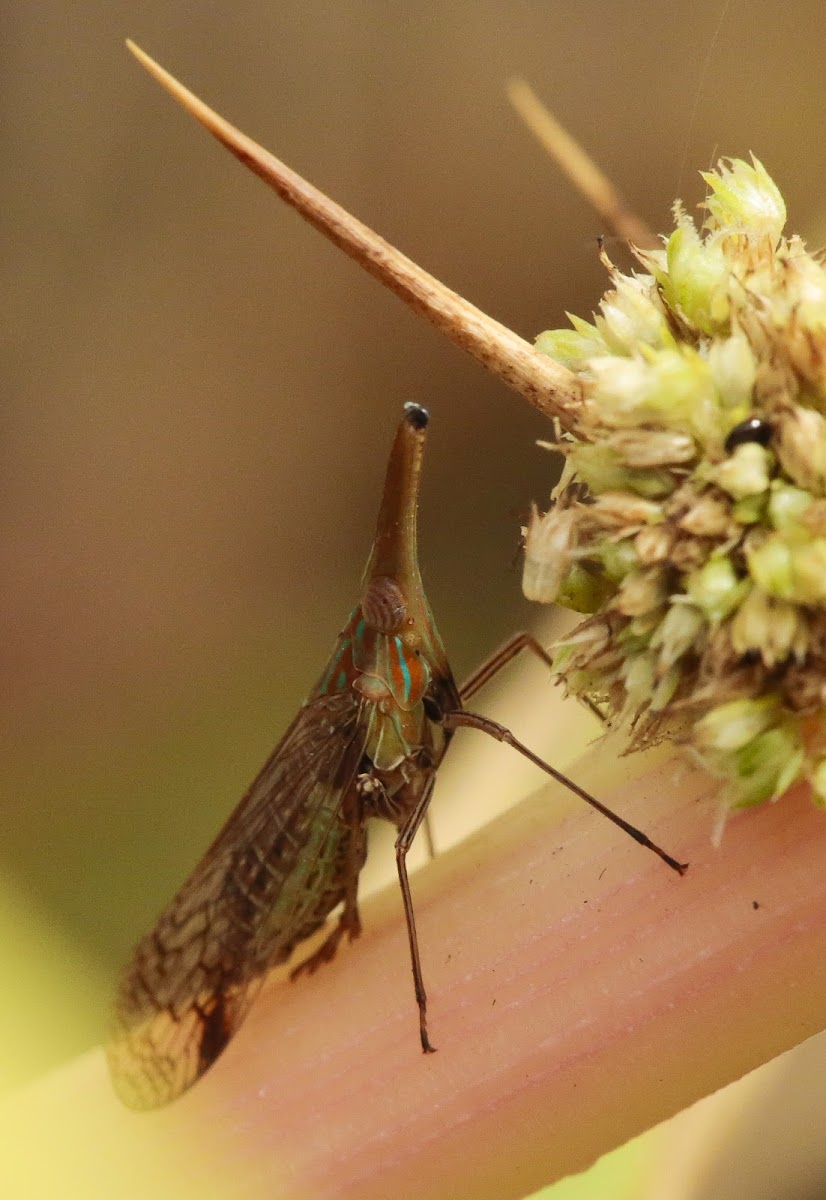Long Nosed Planthopper