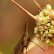 Long Nosed Planthopper