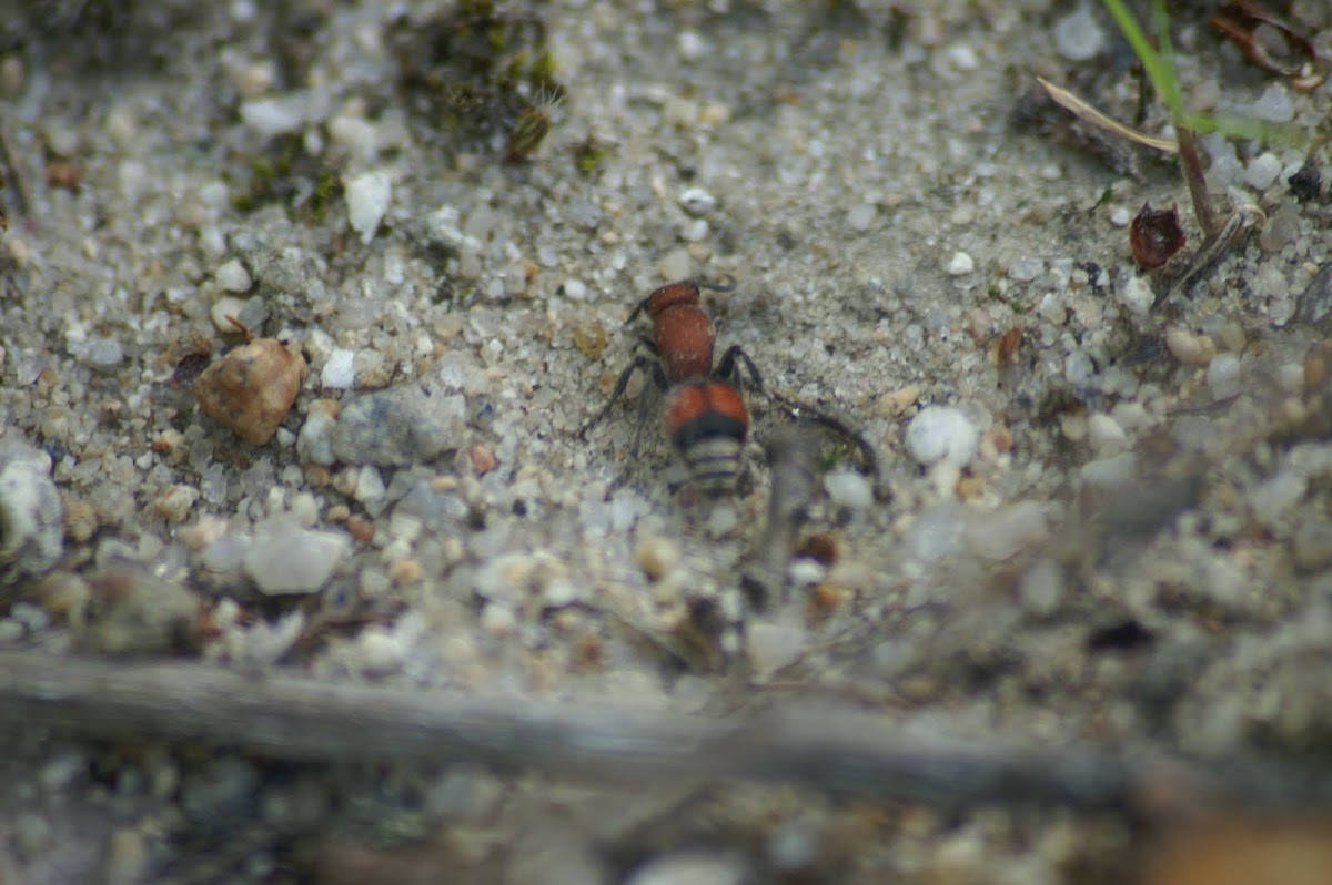 cow killer / velvet ant