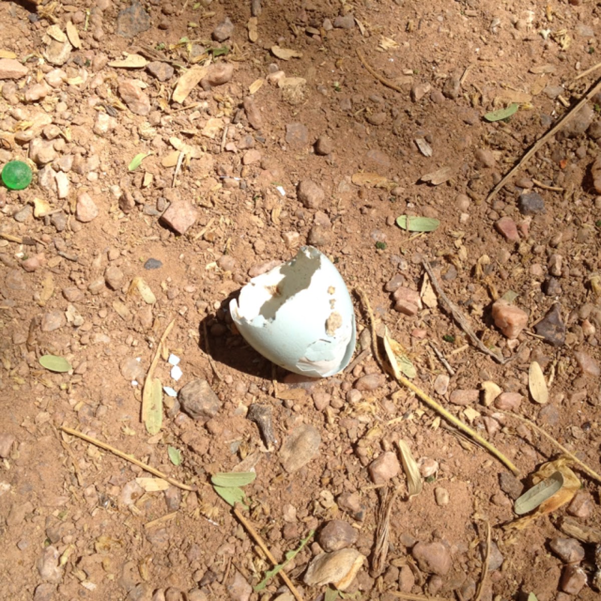 Egg Shell Blue Project Noah