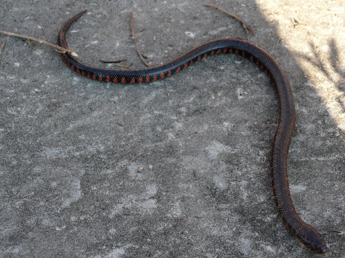 Eastern mud snake