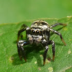 Jumping Spider