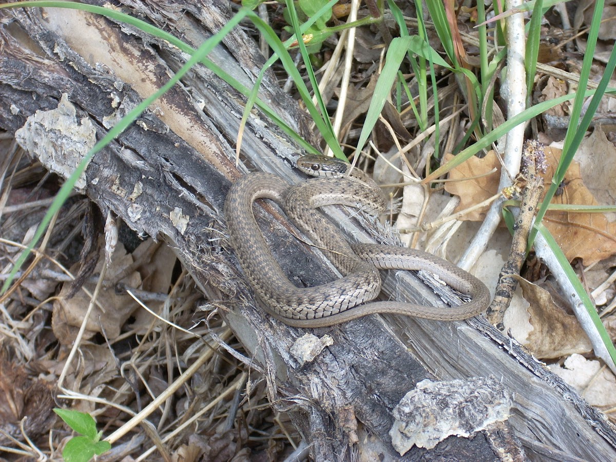Western terrestrial garter snake