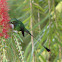 Booted Racket-tail