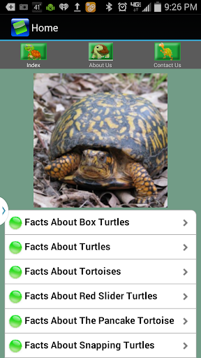 An App About Turtles