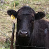 Limousin cow