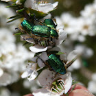 Blue-green Scarabs