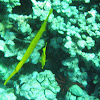 Pacific Trumpetfish -(Nunu)