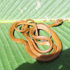 Western Tree Snake