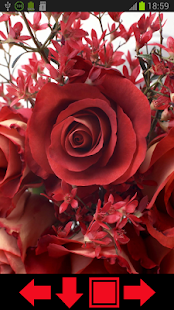 Beautiful Roses HD Wallpapers