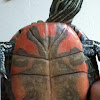 western painted turtle