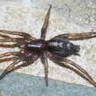 Eastern Parson Spider (female)