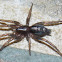 Eastern Parson Spider (female)