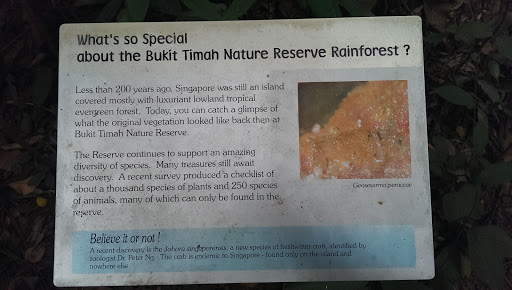 Bukit Timah Reserve Rainforest
