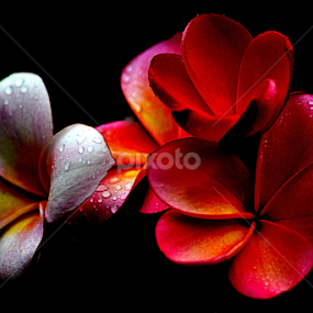 Pink Frangipani 44 by Mark Zouroudis - Flowers Flowers in the Wild