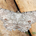 Gray-tipped Lace Moth