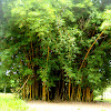 Caña de bambú