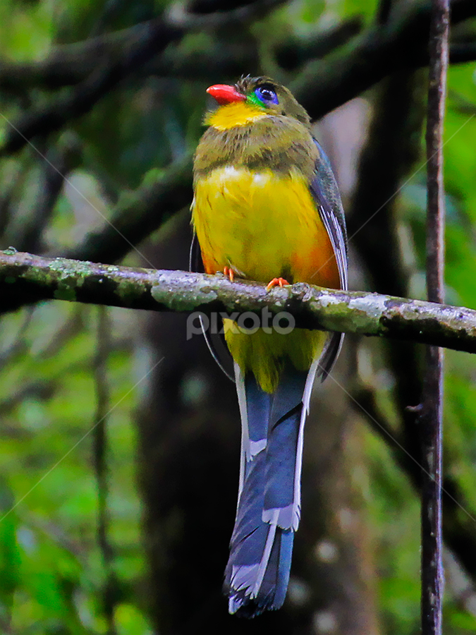 Luntur gunung (Blue-tailed Trogon) | Harpactes reinwardtii by Wie Ayank - Animals Birds
