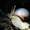 Brazilian Giant Snail