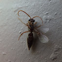 Diaprioidea Wasp