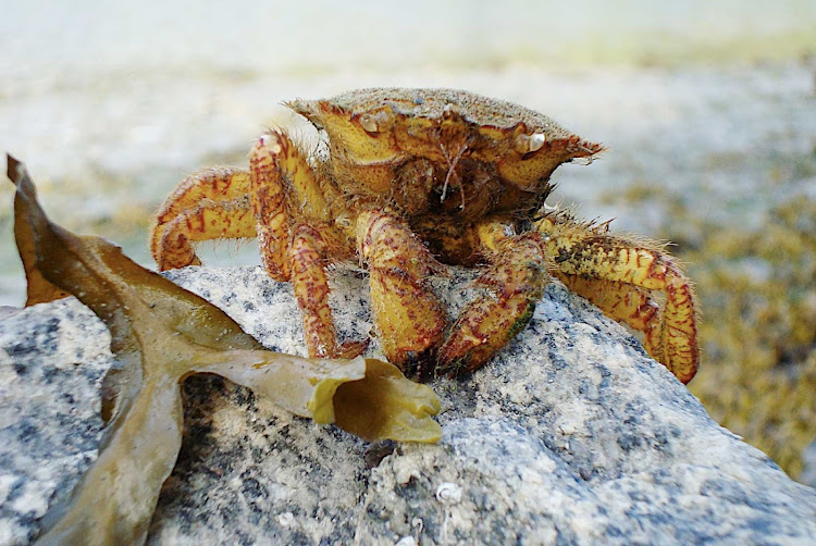 A crab in Glacier Bay National Park, Alaska.