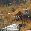 Bighorn sheep