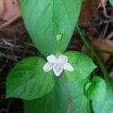 Chinese Violet