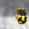 Fungus-eating Ladybird Beetle