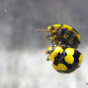 Fungus-eating Ladybird Beetle