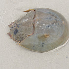 Atlantic horseshoe crab
