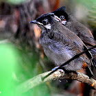 The Red-vented Bulbul