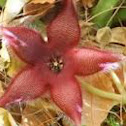 Starfish Flower