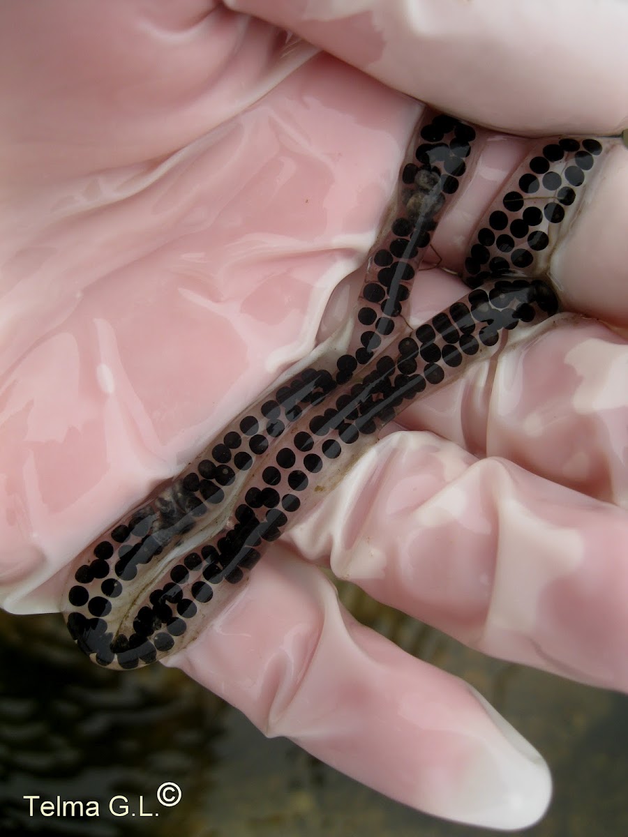 Common toad eggs Project Noah