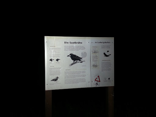 Infoschild: Die Saatkrähe In Ludwigshafen