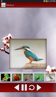 Birds Calls Sounds Screenshots 9