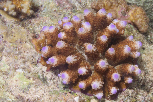 Coral reef on an island south of Santo, Vanuatu.