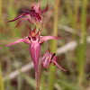 Erva-lingua-aberta / Open tongue orchid