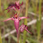 Erva-lingua-aberta / Open tongue orchid