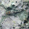 Madeira rockfish (Σκορπίνα)