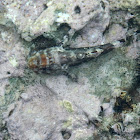 Madeira rockfish (Σκορπίνα)