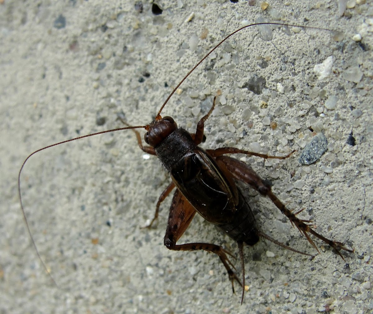 Striped Ground Cricket (male)