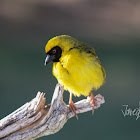 Southern Masked Weaver