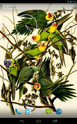 【免費攝影App】Audubon's Birds of America V02-APP點子