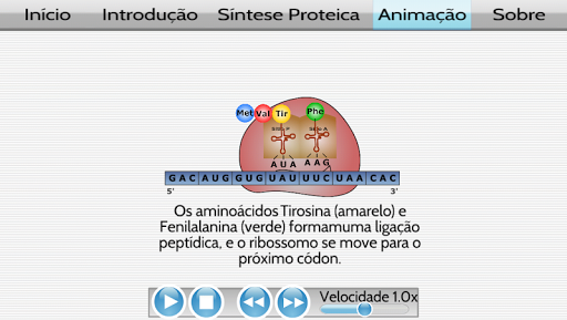 Síntese Proteica 2