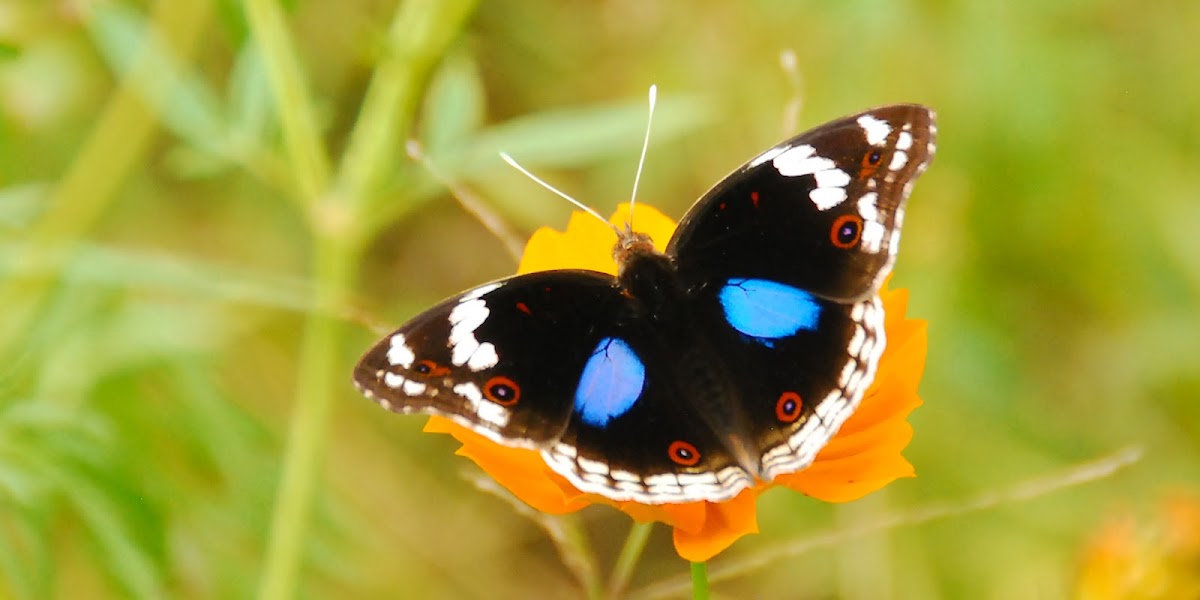 Blue Pansy