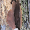 Tree fungus