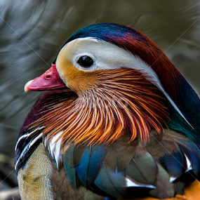 Mandarin at Lakes Edge by David Hammond - Animals Birds